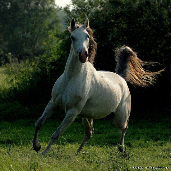 лошадка - оригинал