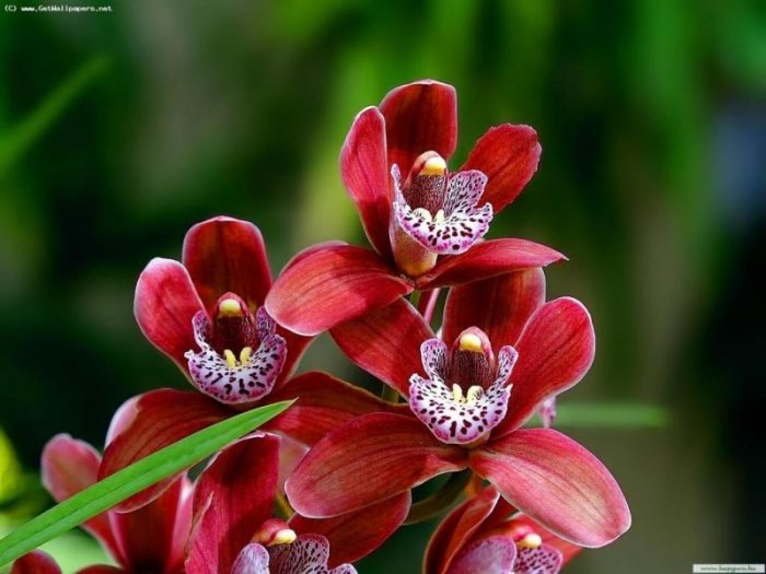 орхидея - цветок - оригинал