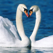 Схема вышивки «лебедь»