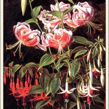 Оригинал схемы вышивки «красивые цветы на черном» (№486573)