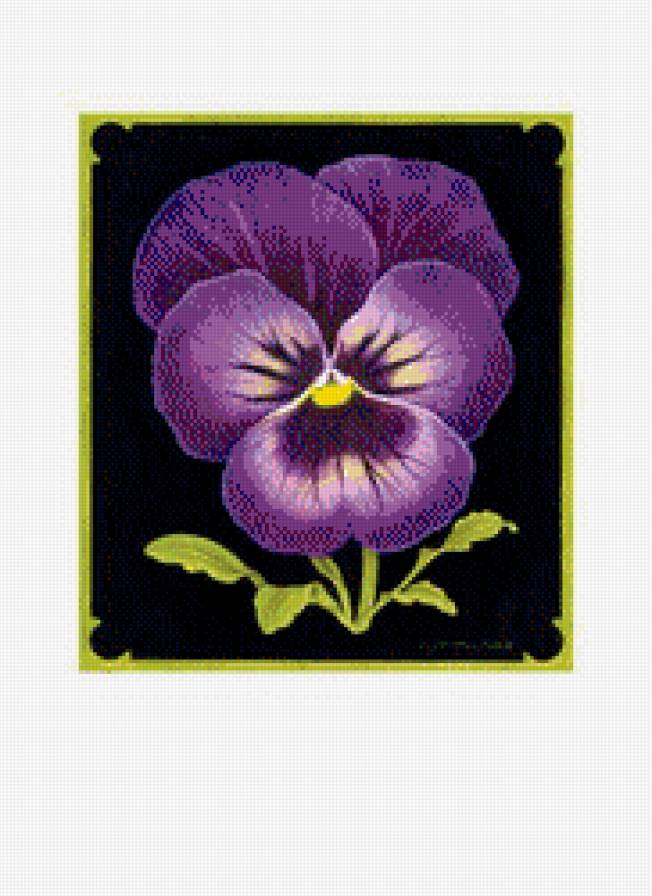 фиалка - подушка, цветы, фиалки - предпросмотр