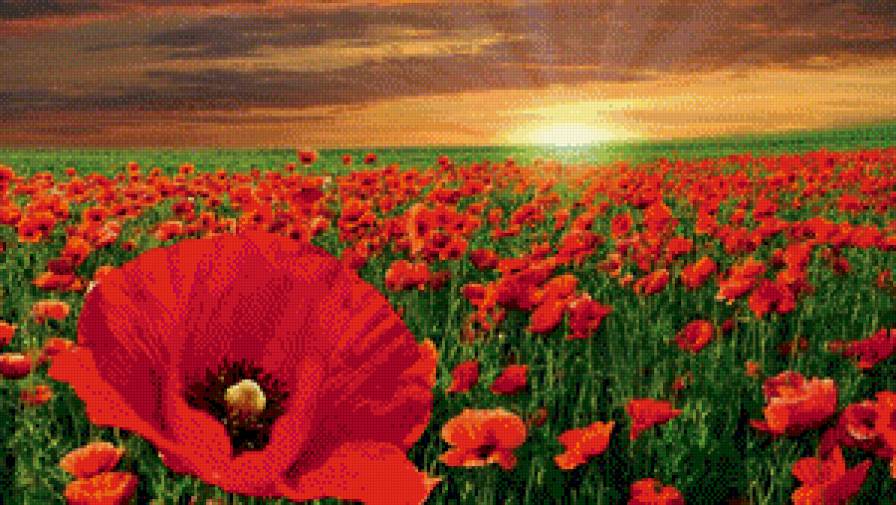 Маки 4 - цветы, букет - предпросмотр