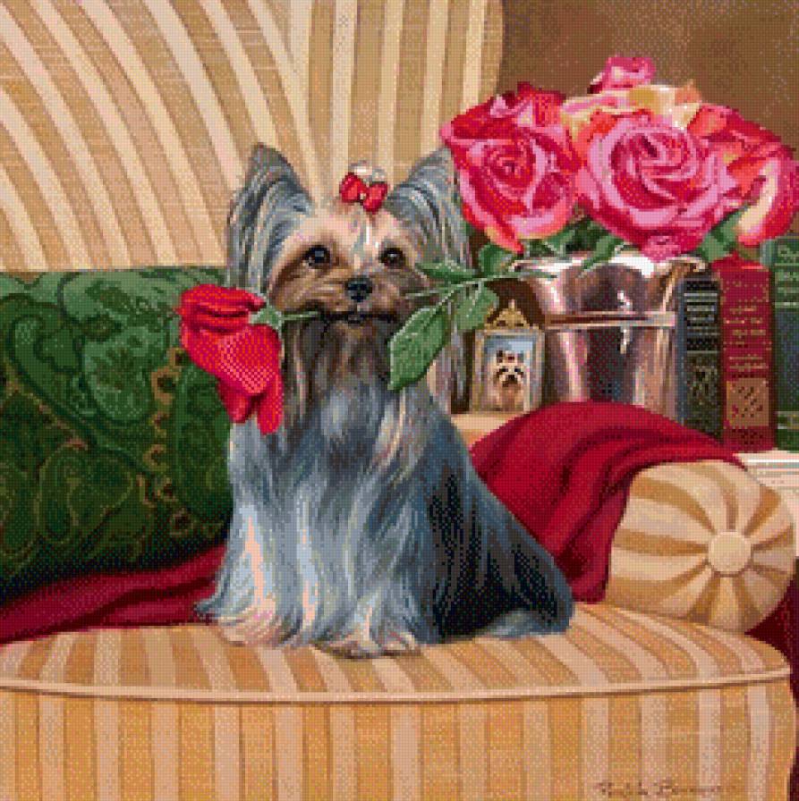 йорк с розочкой - роза, йоркширский терьер, собака, домашние питомцы - предпросмотр