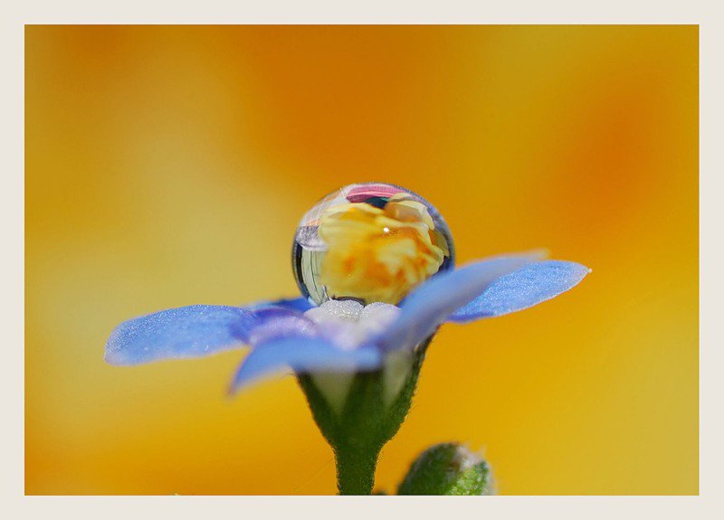 капелька росы - цветы - оригинал