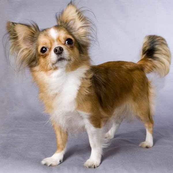 Песик - собака - оригинал