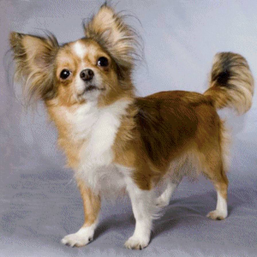 Песик - собака - предпросмотр