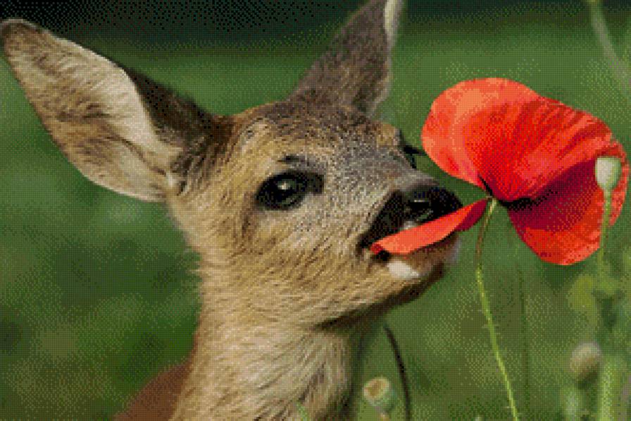 Оленёнок и мак - предпросмотр