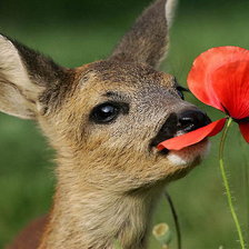 Оленёнок и мак