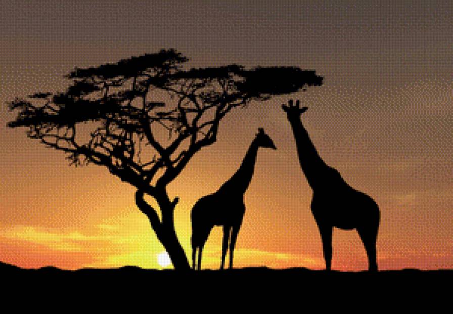 Жираф - животные - предпросмотр