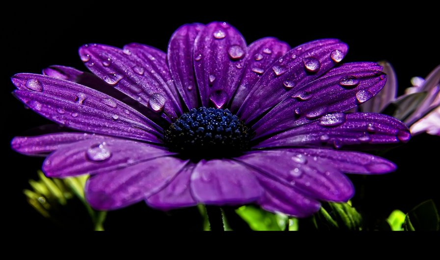 сиреневая гербера - на черном, цветы - оригинал