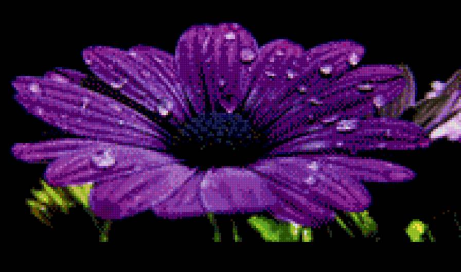 сиреневая гербера - на черном, цветы - предпросмотр