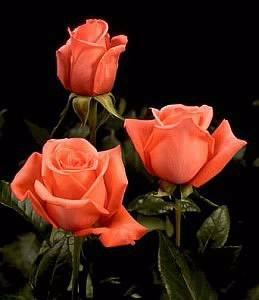№487058 - розы - оригинал
