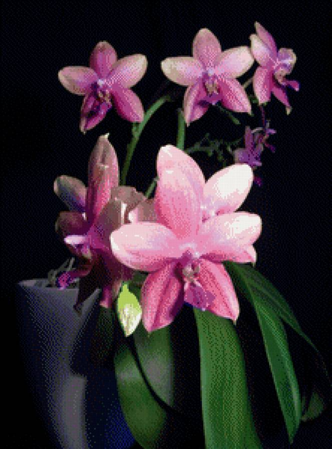 Орхидеи в вазе - восток, натюрморт, цветы - предпросмотр