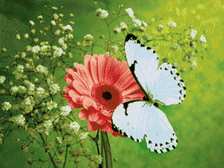 Бабочка на цветке - цветок, бочка, герберы - предпросмотр