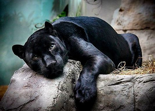 Пантера - животные, пантера, хищники - оригинал