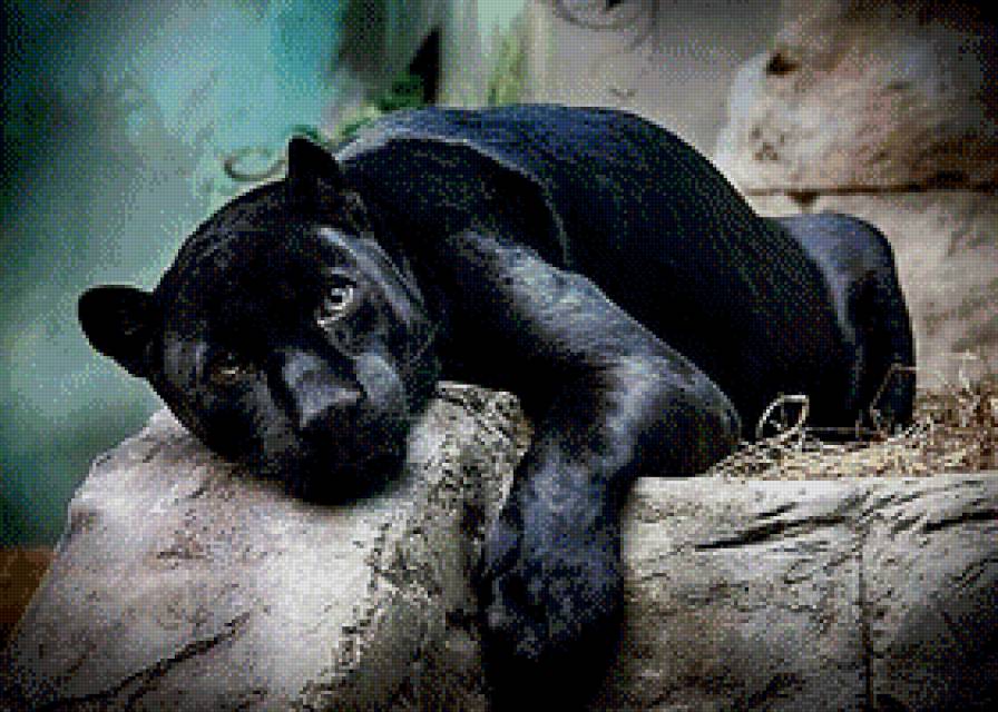 Пантера - пантера, животные, хищники - предпросмотр