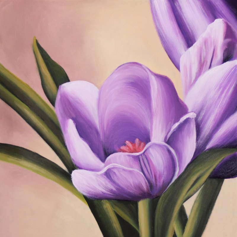 тюльпаны - цветы, тюльпан - оригинал