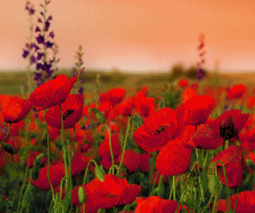 маки - цветы, лето, маки, картина, пейзаж - предпросмотр