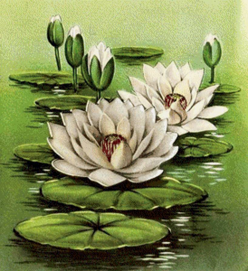 Водяная лилия - цветы - предпросмотр