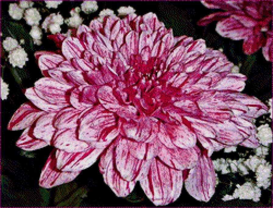 хризантема - цветок, макро, лепестки, хризантема - предпросмотр