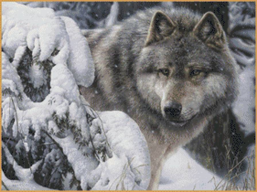 Зимний волк - волк, животные - предпросмотр