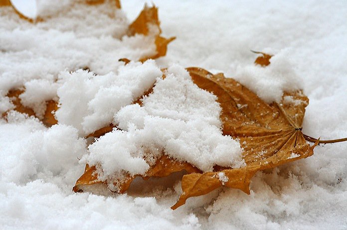 Листья в снегу. - зима, снег, листья - оригинал