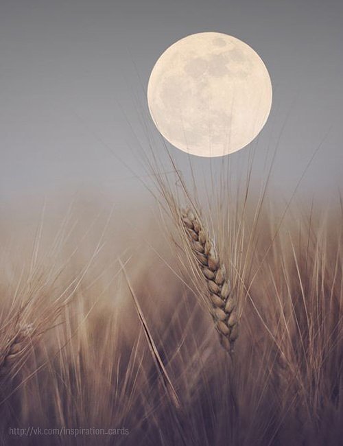 Лунный хлеб. - колосья, хлеб, луна - оригинал