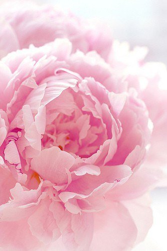 пион - оригинал