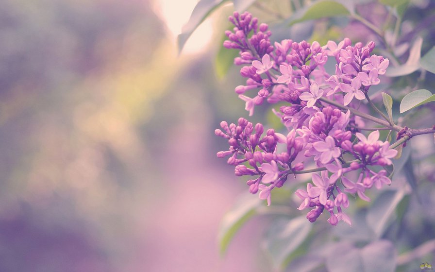 №487787 - оригинал