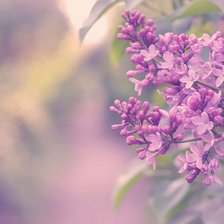 Схема вышивки «№487787»