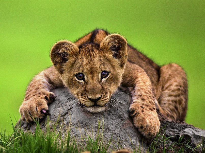 Львенок - дикие кошки, животные - оригинал