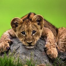 Схема вышивки «Львенок»