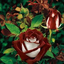 Схема вышивки «Розы»