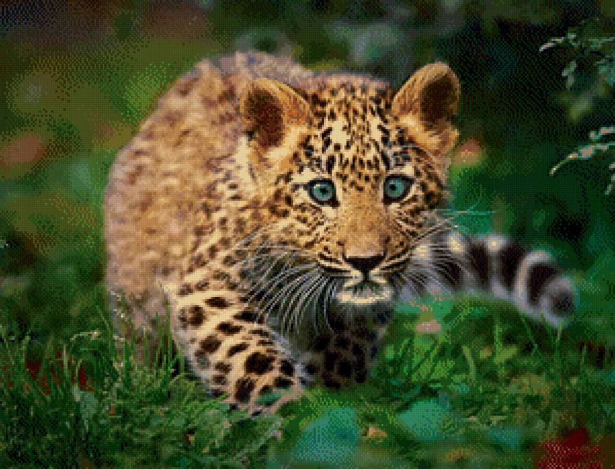 Леопардик - животные, дикие кошки - предпросмотр