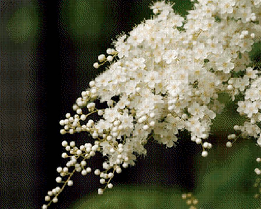 Цветущая веточка - деревья, ветки, цветы, растения - предпросмотр