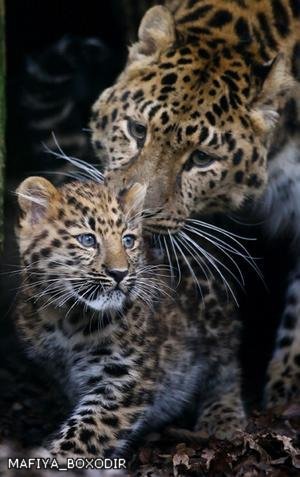 Мама и дитя - леопард, детеныш - оригинал