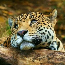 Схема вышивки «Невинный взгляд»