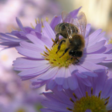 цветы и пчела