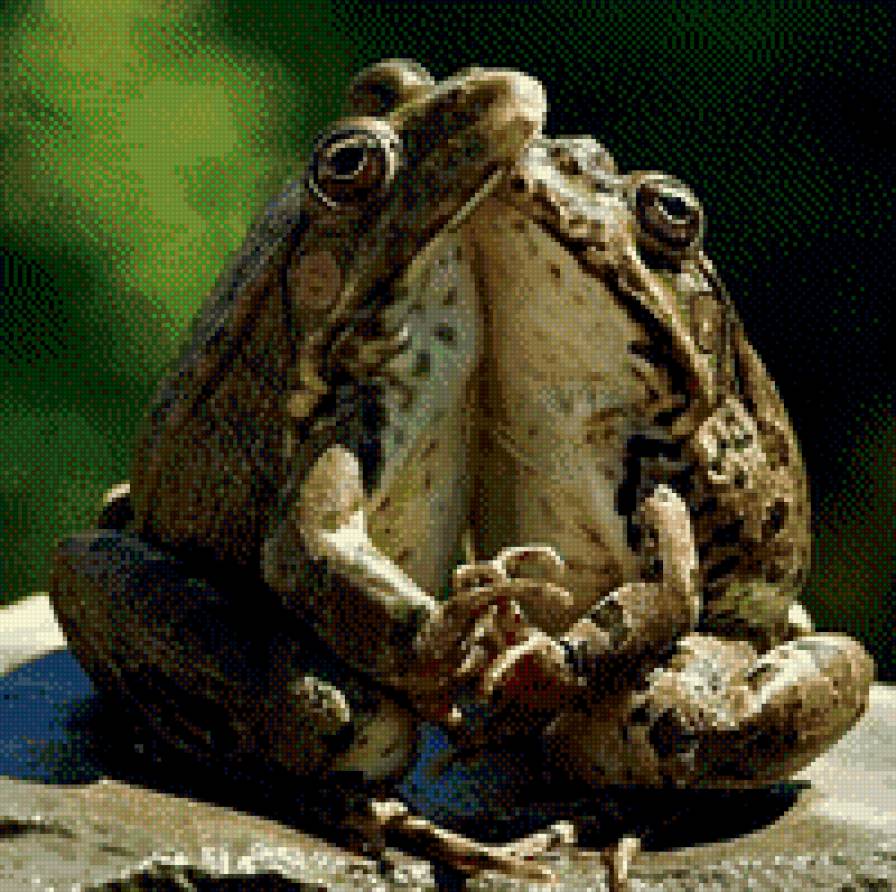 парочка - пара, лягушки - предпросмотр