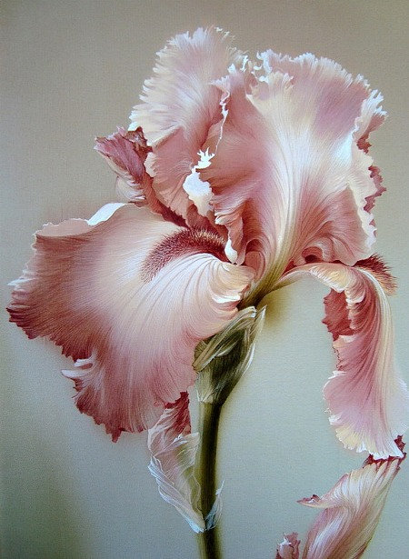 прекрасный цветок - оригинал