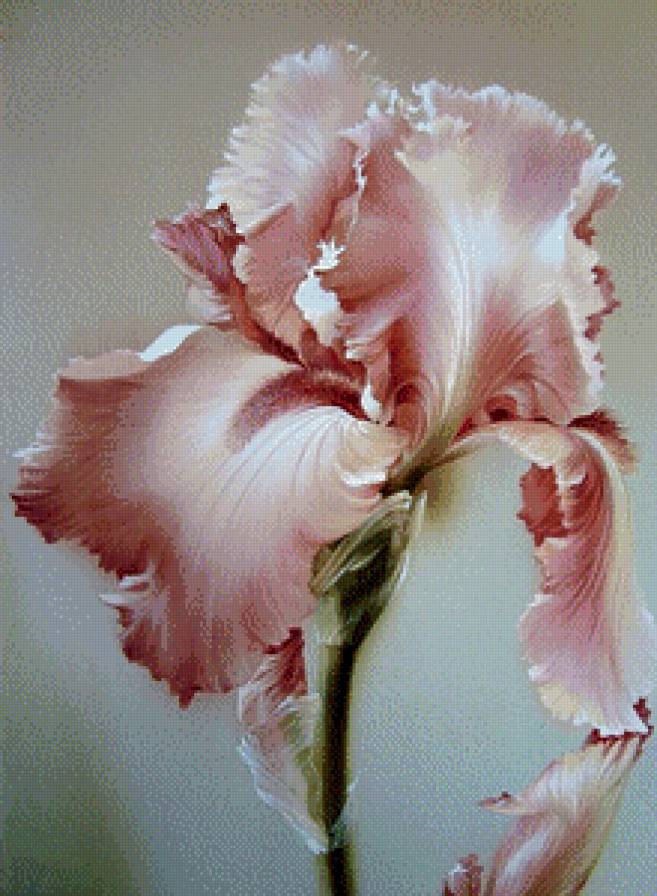 прекрасный цветок - предпросмотр