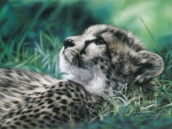 0161 - кошка, природа, леопард, животные, кошки, лето, картина, красота - оригинал