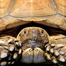 Схема вышивки «черепаха»