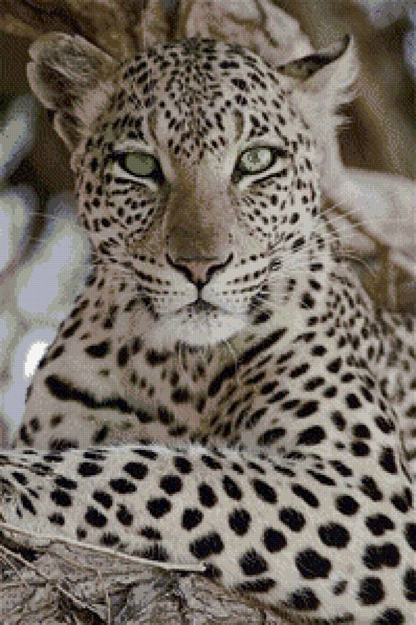 дикая кошка - кошки - предпросмотр