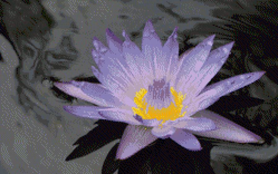 Лотос на воде - лотос, вода, цветы - предпросмотр