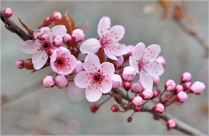 Ветка цветущего абрикоса - цветы цветение ветка весна - оригинал