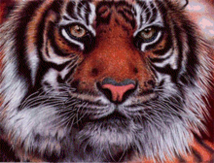 Взгляд тигра - тигр глаза взгляд - предпросмотр