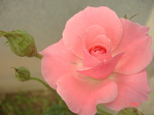 роза - оригинал