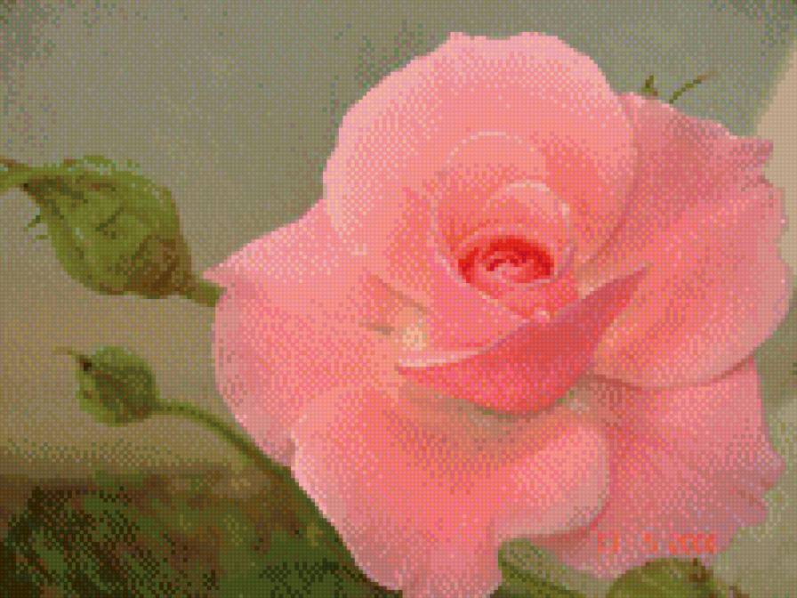 роза - предпросмотр