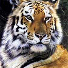 Схема вышивки «тигр»